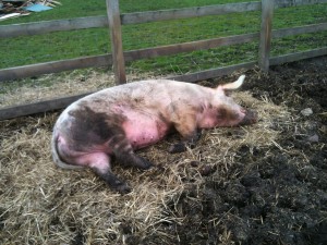 Pig at the Kentish Town City Farm