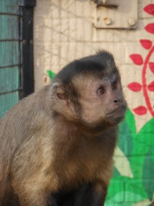 Capuchin at Battersea Park Children's Zoo